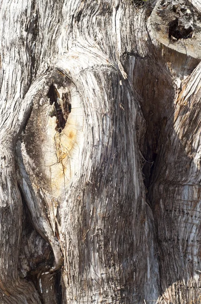 Texture del vecchio albero — Foto Stock