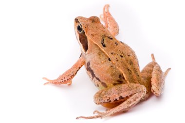 Rana arvalis. Moor frog on white background. clipart
