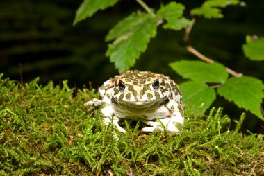 Bufo viridis. Green toad on nature background. clipart