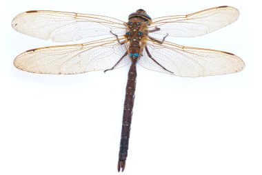 Aeshna cyanea. Southern Hawker dragonfly (Blue Darner) on white clipart