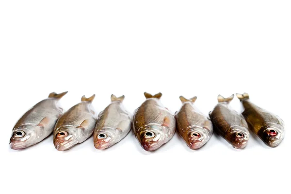 Pequenos peixes fundo — Fotografia de Stock