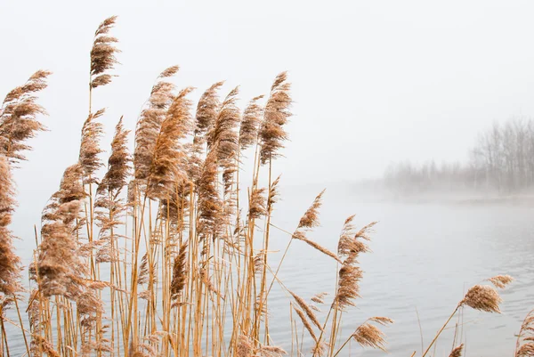 Misty Lake. Landscape with a cane — Stock Photo, Image