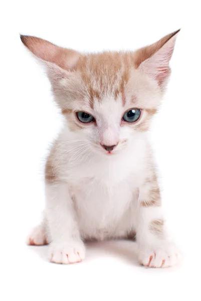 Malé kotě izolovaných na bílém pozadí — Stock fotografie
