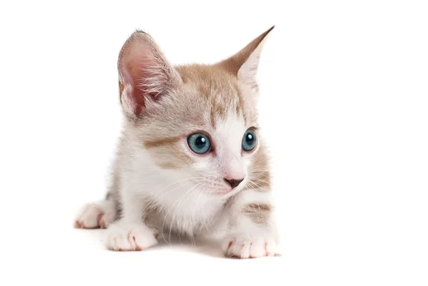 Beyaz arka plan üzerinde izole küçük kedi yavrusu — Stok fotoğraf