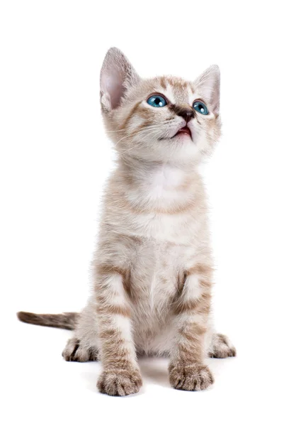 Kleine kitten geïsoleerd op de witte achtergrond — Stockfoto
