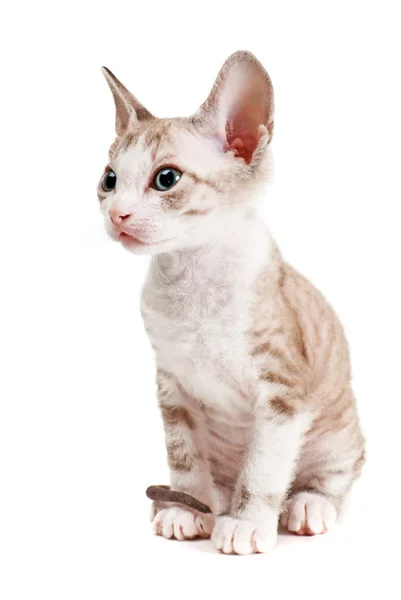 Lilla kattunge isolerat på den vita bakgrunden — Stockfoto