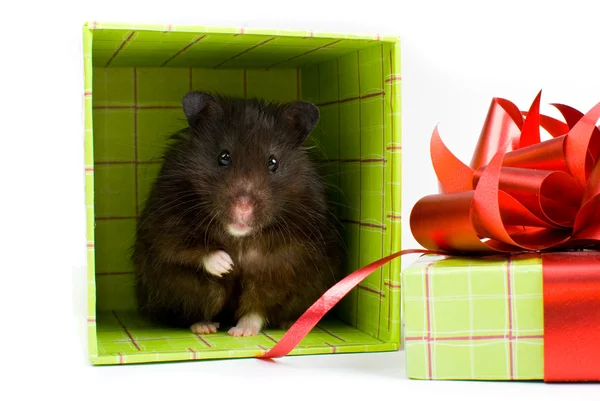 Hamster sírio preto como um presente na caixa no fundo branco — Fotografia de Stock