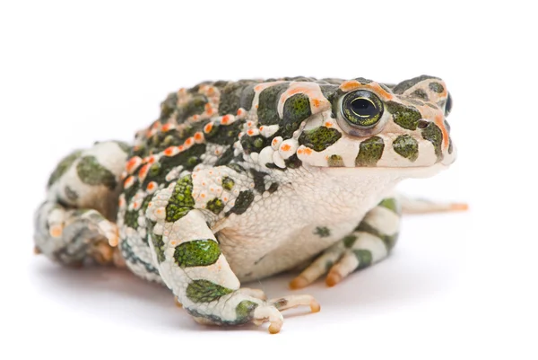 Bufo viridis. grüne Kröte auf weißem Hintergrund. — Stockfoto