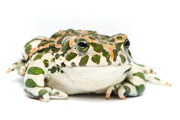 Bufo viridis. beyaz zemin üzerine yeşil kurbağa. — Stok fotoğraf