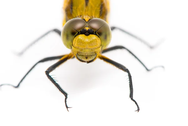 Orthetrum cancellatum. Female Black-tailed Skimmer dragonfly on — Stock Photo, Image