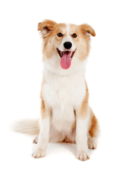 Красная собака на белом фоне — стоковое фото