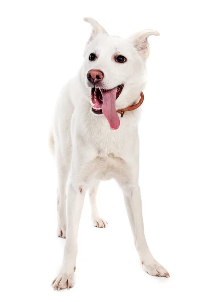 白い背景に白い犬 — ストック写真