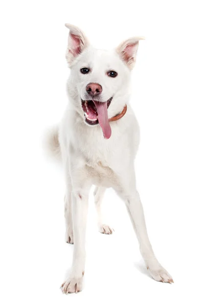 Vit hund på vit bakgrund — Stockfoto
