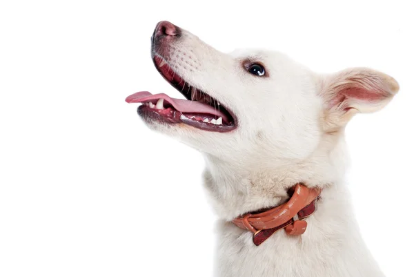 Белая собака на белом фоне — стоковое фото