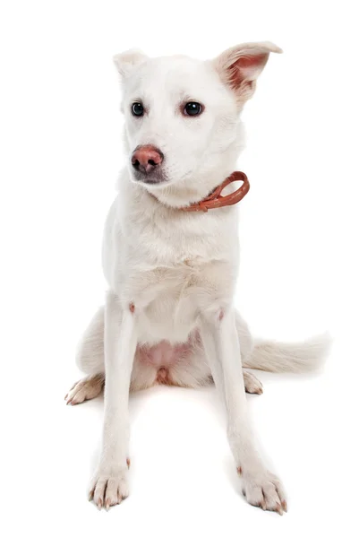 Perro blanco sobre fondo blanco —  Fotos de Stock