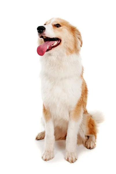 白色背景的红狗 — 图库照片