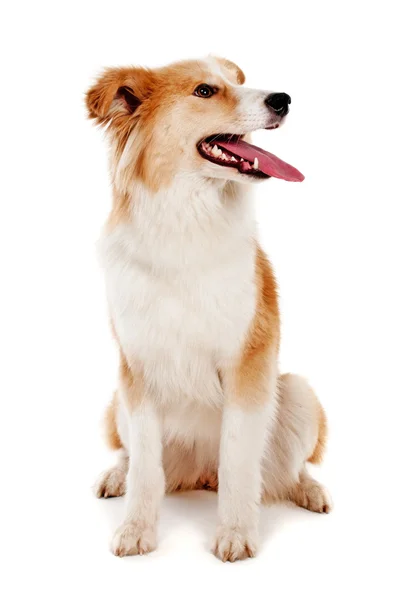 Красная собака на белом фоне — стоковое фото