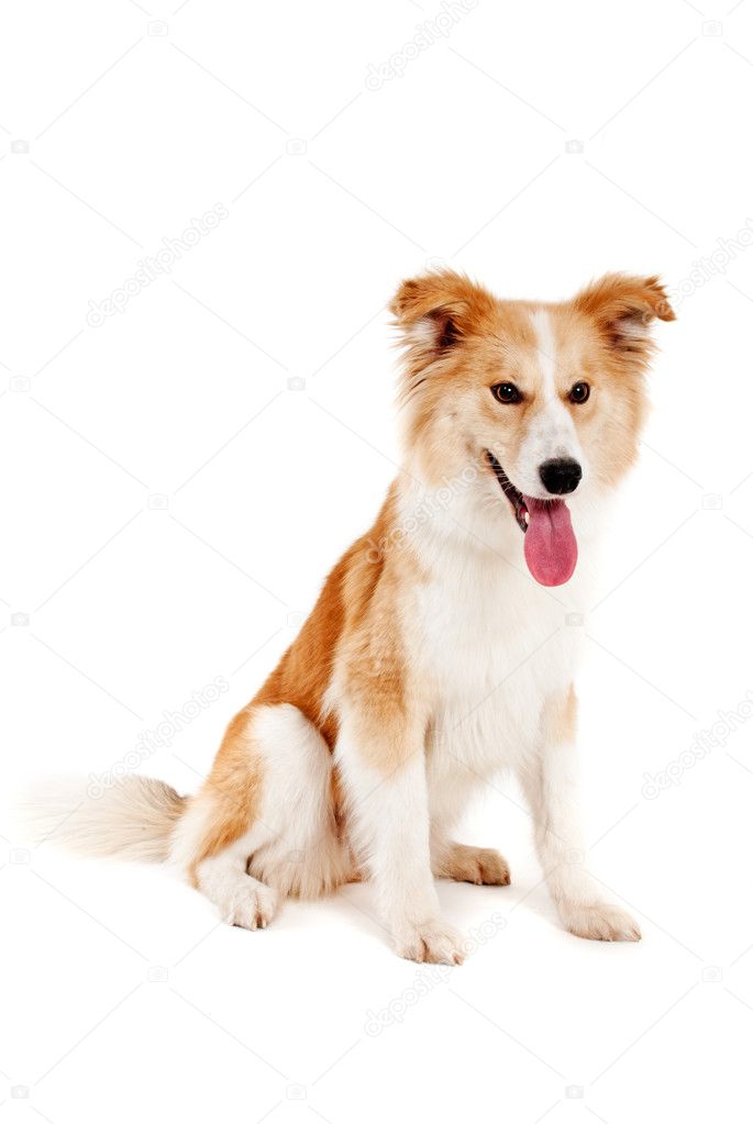 Red dog on white background