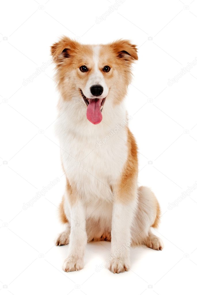 Red dog look in camera on white background