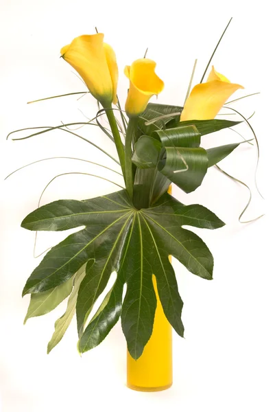 Bouquet de callas jaunes sur blanc — Photo