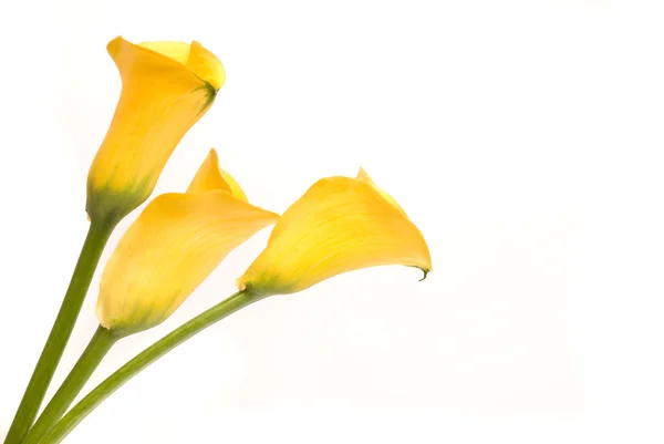 Yellow callas on a white — Stock Photo, Image