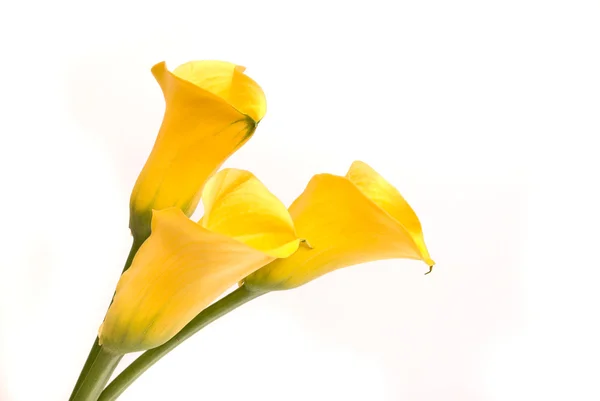 Gelbe Callas auf weißem Grund — Stockfoto