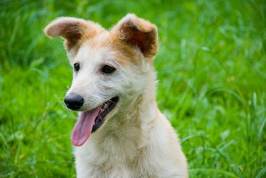 Çimlerin üzerindeki köpek.