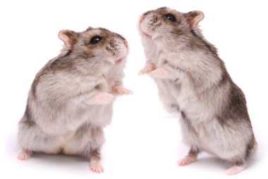 Dwarf hamsters clipart