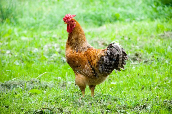 풀 위를 걷고 있는 닭 — 스톡 사진
