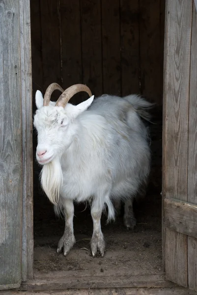 Goat in village — Stock Photo, Image