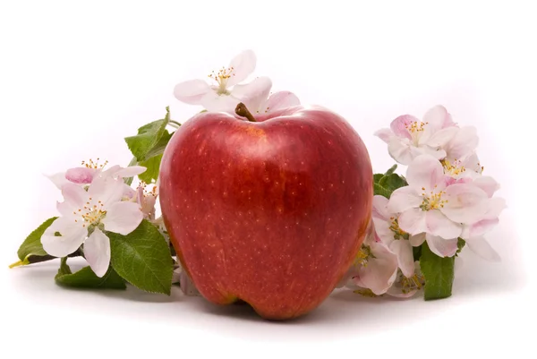 Manzana roja madura y flores de manzano sobre un fondo blanco —  Fotos de Stock