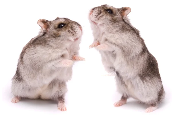 Dwarf hamsters — Stock Photo, Image