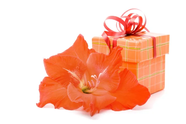 Vacker gladiolus och presentförpackning på en vit bakgrund. — Stockfoto