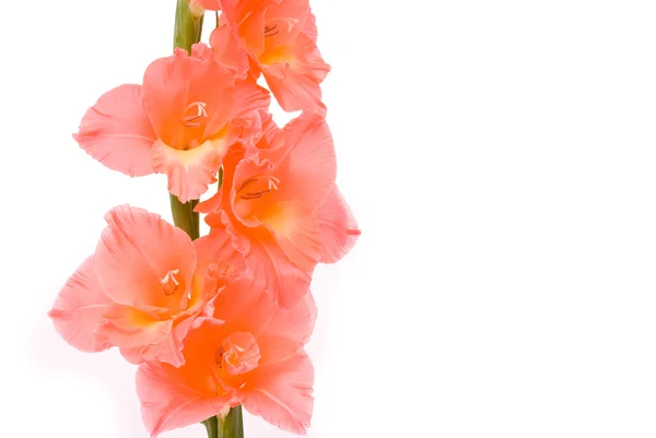 Schöne Gladiolen auf weißem Hintergrund — Stockfoto