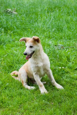 Çimlerin üzerindeki köpek.