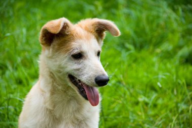 Çimlerin üzerindeki köpek.