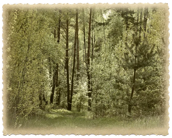 Vintage Fotokort. våren skog. — Stockfoto