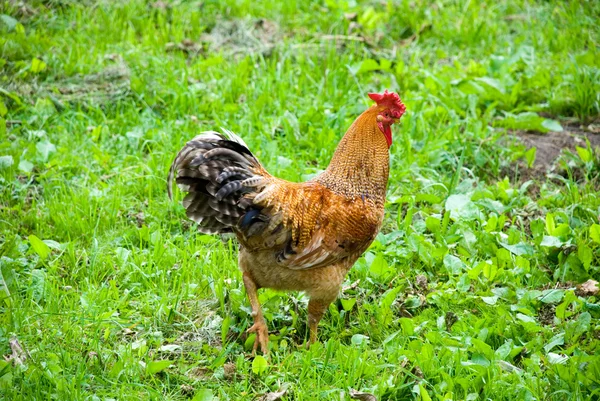 Polla caminando en un hierba —  Fotos de Stock