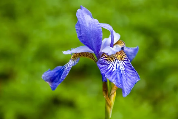 Vackra iris. — Stockfoto