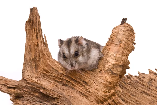 El hámster pequeño se sienta en un árbol . —  Fotos de Stock