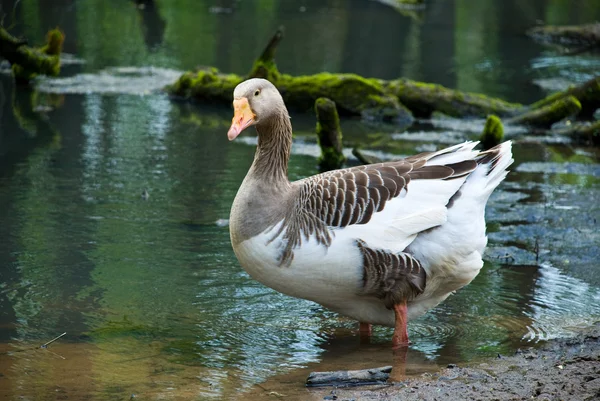 Goose over de aard — Stockfoto