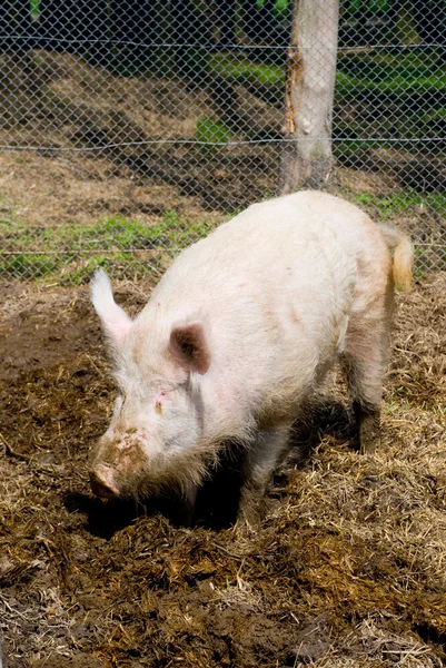 Pig in dirt — Stock Photo, Image
