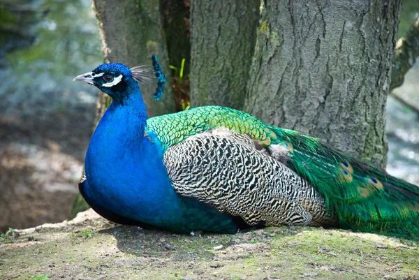Peacock on the nature — Stock Photo, Image