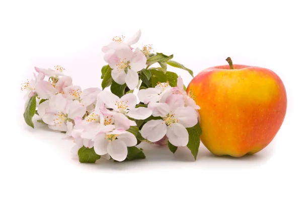 Dojrzałe czerwone jabłko i kwiat jabłoni na białym tle — Zdjęcie stockowe