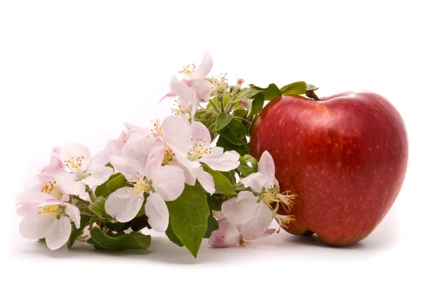 Ripe Red Apple and apple-tree blossoms on a white background — Stock Photo, Image