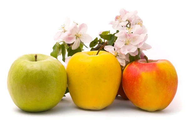 Maçãs maduras e flores de macieira em um fundo branco — Fotografia de Stock