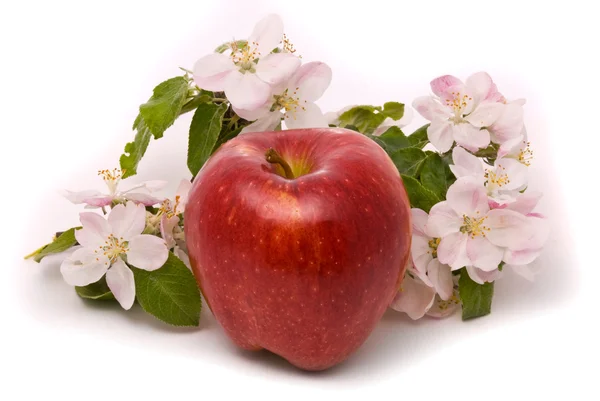 Dojrzałe czerwone jabłko i kwiat jabłoni na białym tle — Zdjęcie stockowe