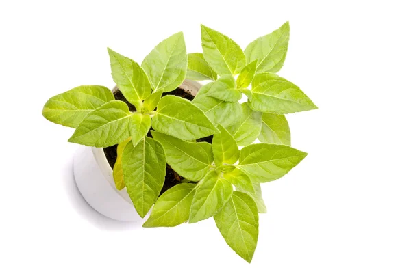 Small Plants on a white background — Stock Photo, Image