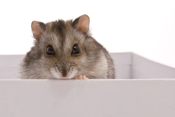 Hamster anão na caixa em um fundo branco — Fotografia de Stock