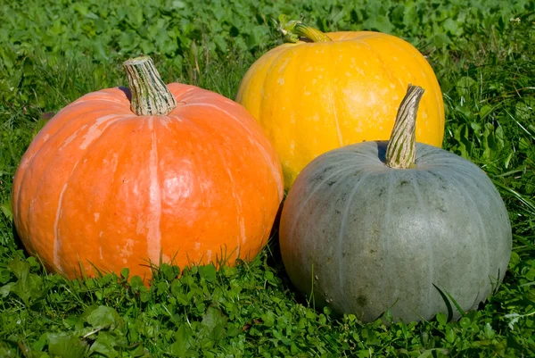 Beautiful pumpkins on a grass — Stock Photo, Image